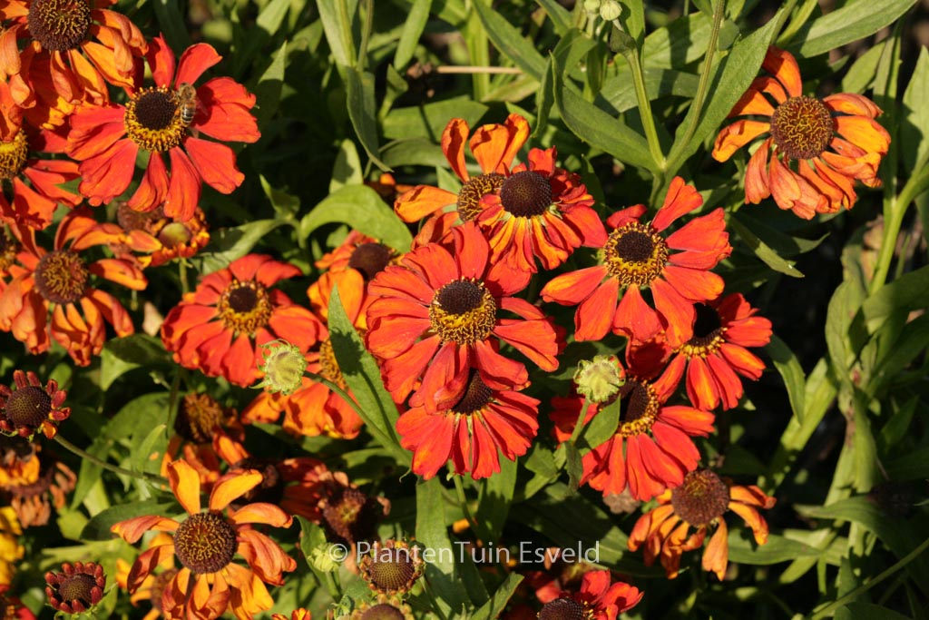 Helenium ‘Red Army’