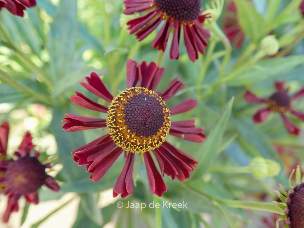 Helenium ‘Ruby Tuesday’