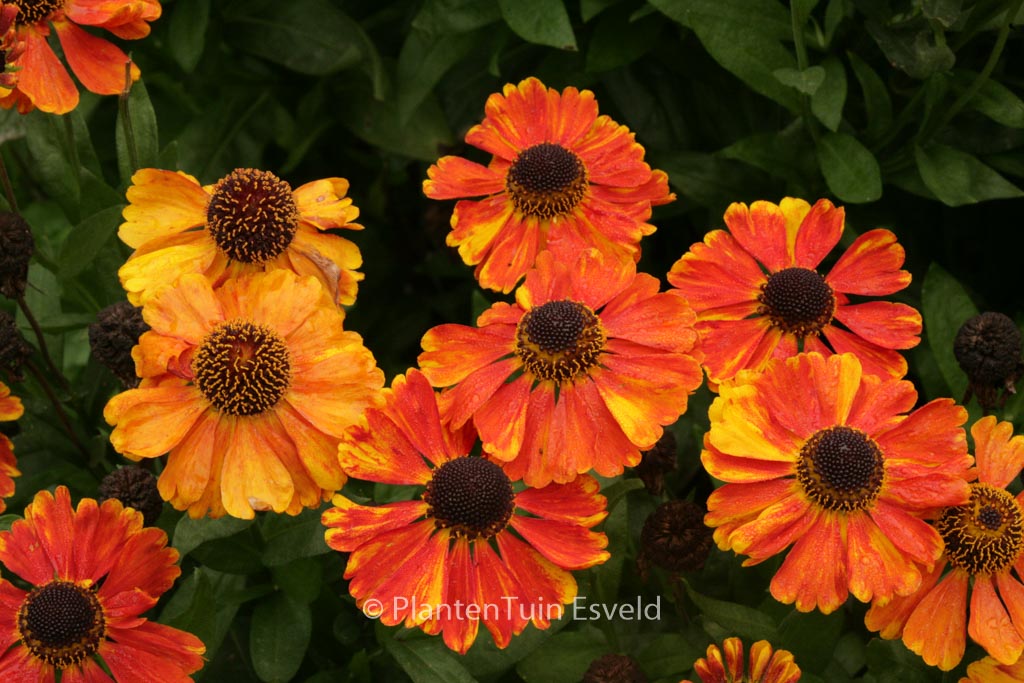 Helenium ‘Sahin’s Early Flowerer’
