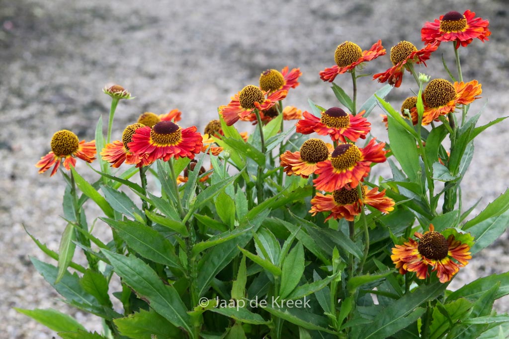 Helenium ‘Salsa’