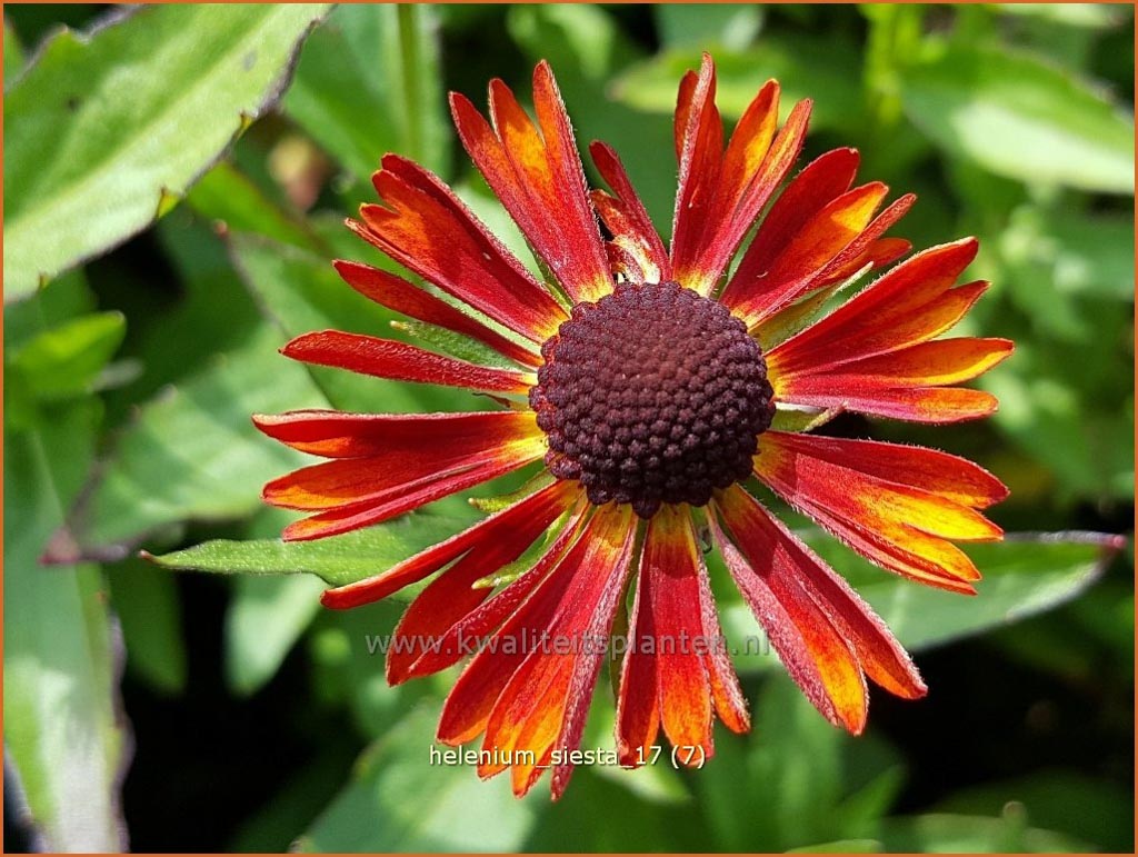 Helenium ‘Siesta’