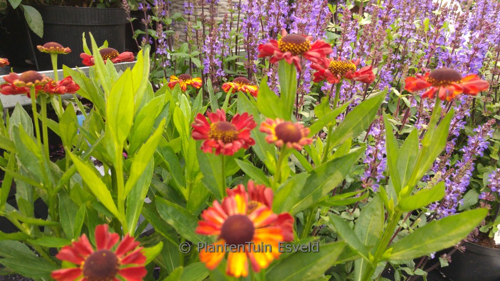 Helenium ‘Tom’ (UFO)