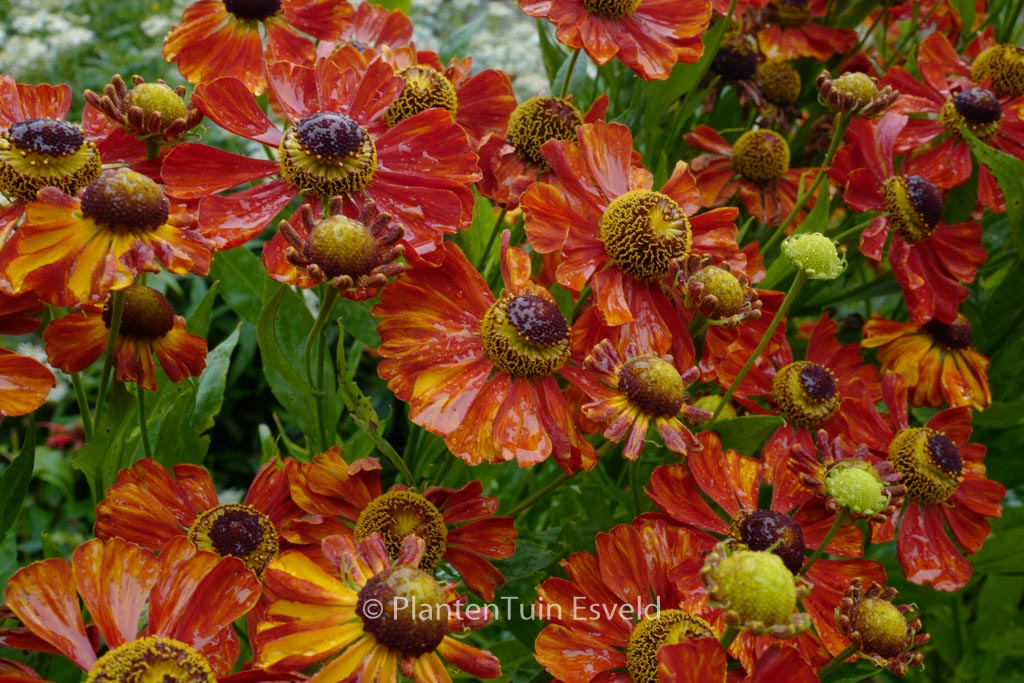 Helenium ‘Waltraut’