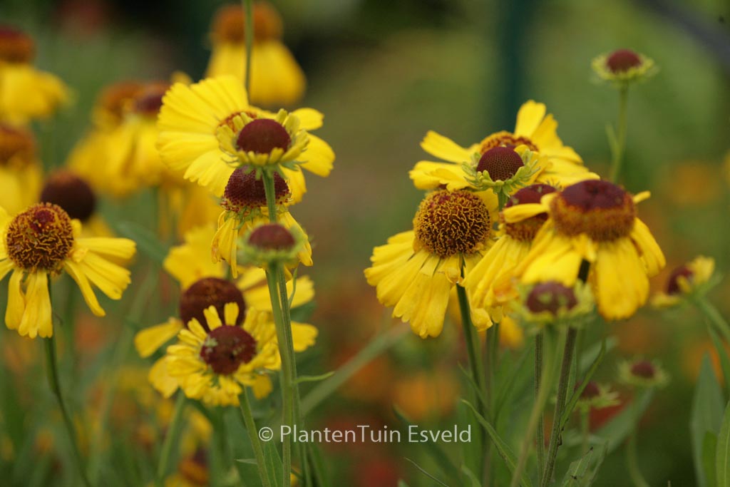 Helenium ‘Wesergold’