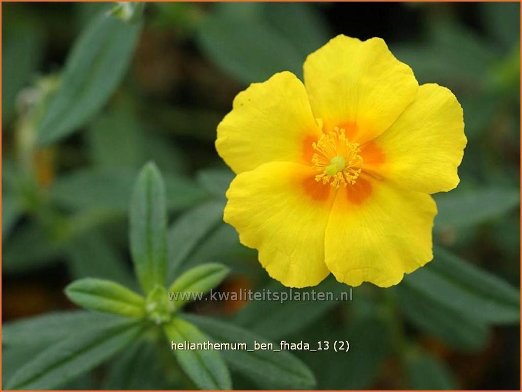 Helianthemum ‘Ben Fhada’