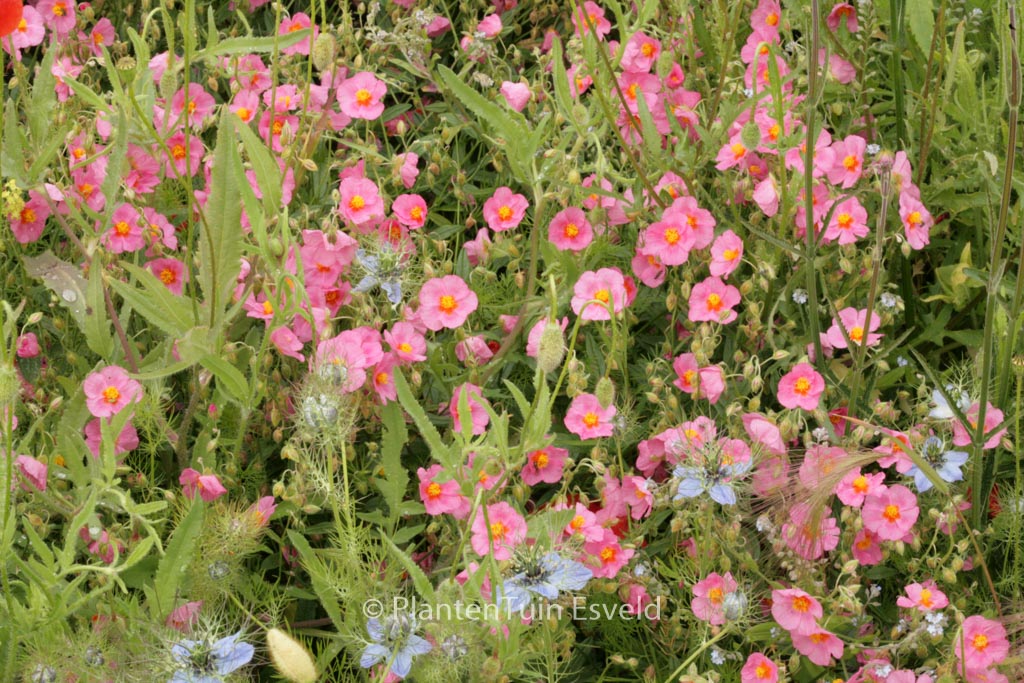 Helianthemum ‘Ben Hope’