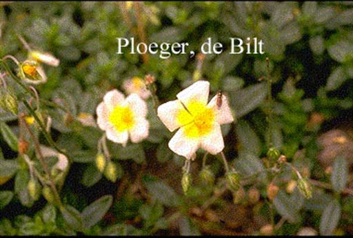 Helianthemum ‘Elfenbeinglanz’