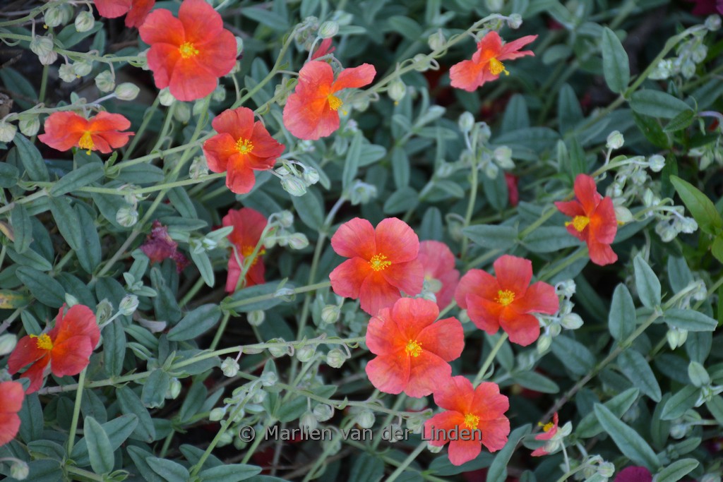 Helianthemum ‘Fire Dragon’