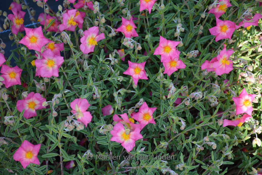 Helianthemum ‘Rhodanthe Carneum’