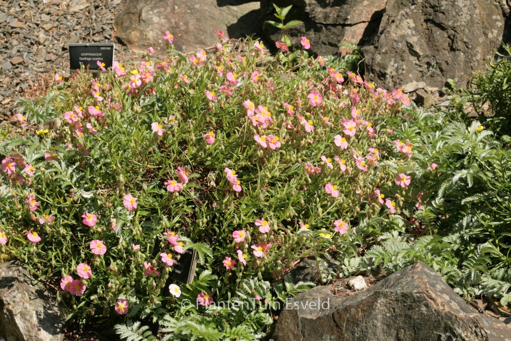 Helianthemum ‘Watergate Rose’