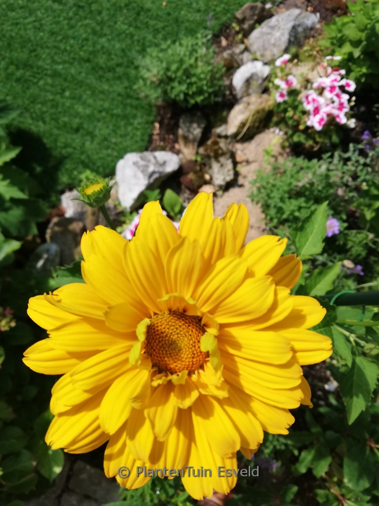Helianthus ‘Flying Saucers’