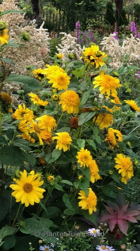 Helianthus ‘Happy Days’