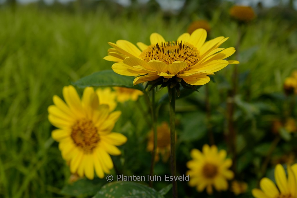 Helianthus ‘Suncatcher Pure Gold’