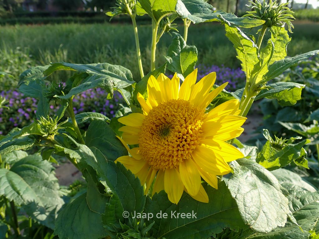 Helianthus decapetalus ‘Capenoch Star’