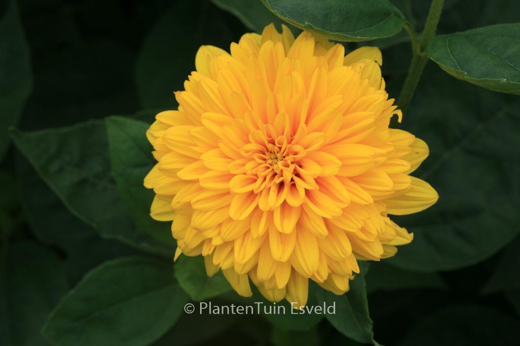 Helianthus decapetalus ‘Loddon Gold’