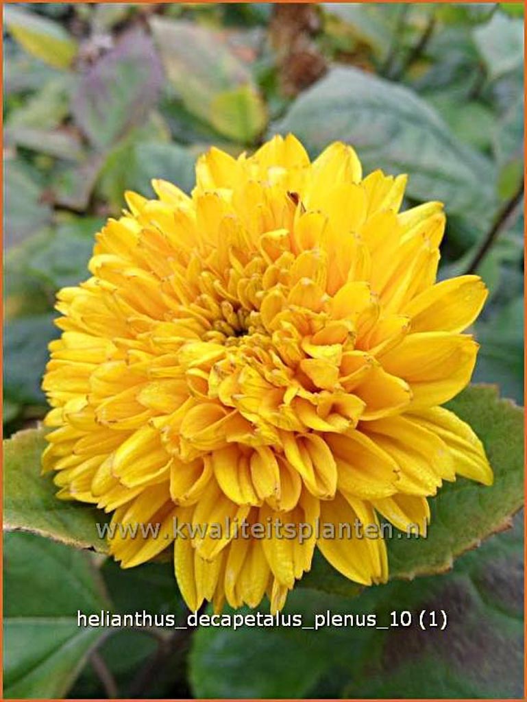Helianthus decapetalus ‘Plenus’