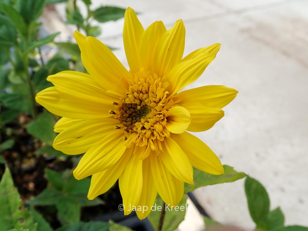 Helianthus decapetalus ‘Sunshine Daydream’