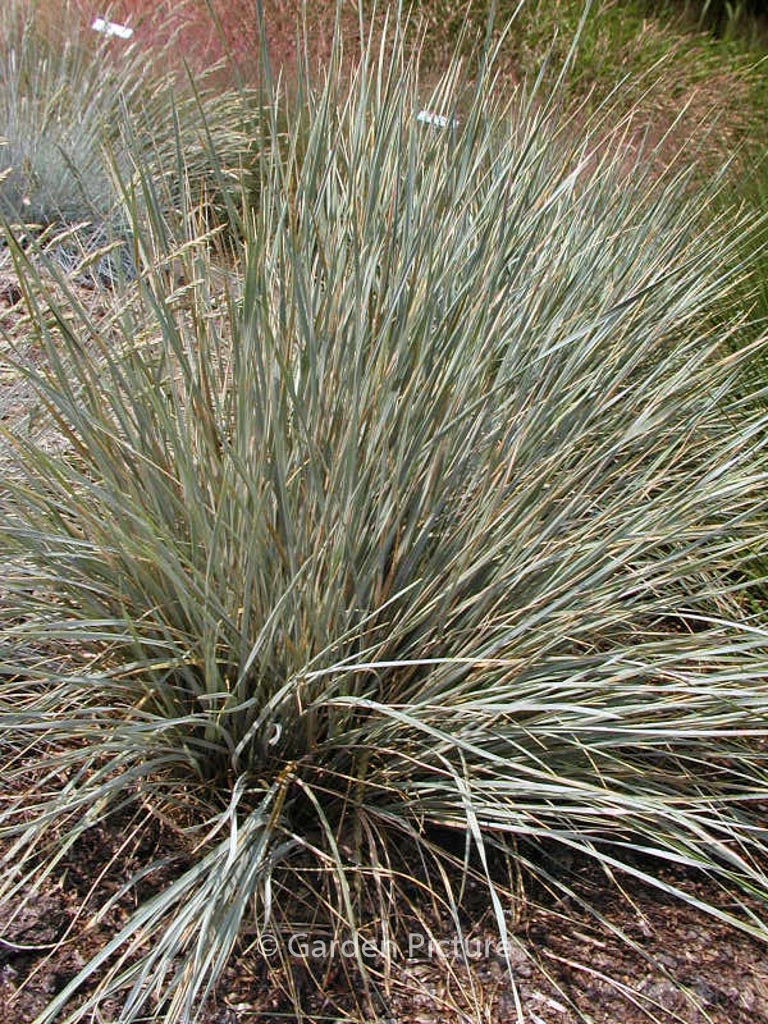 Helictotrichon sempervirens ‘Saphirsprudel’