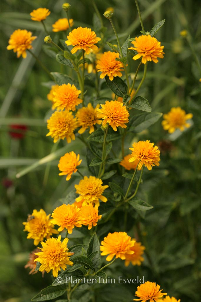 Heliopsis helianthoides ‘Asahi’