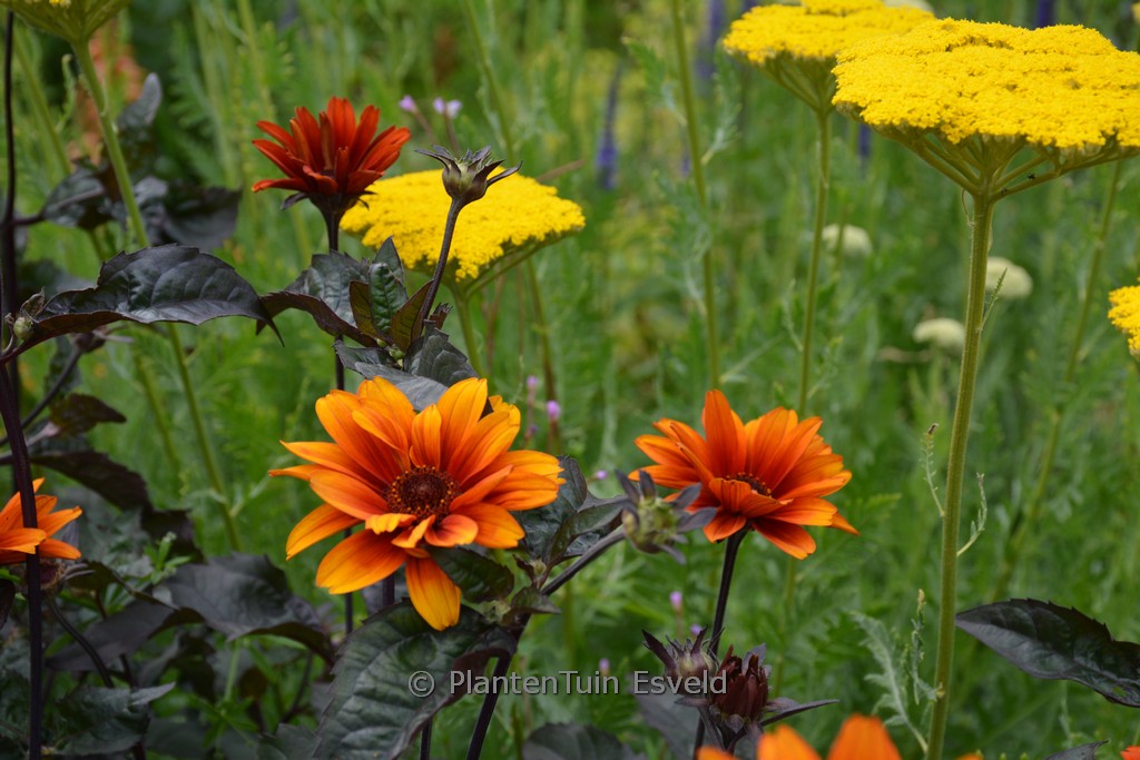 Heliopsis helianthoides ‘Bleeding Hearts’