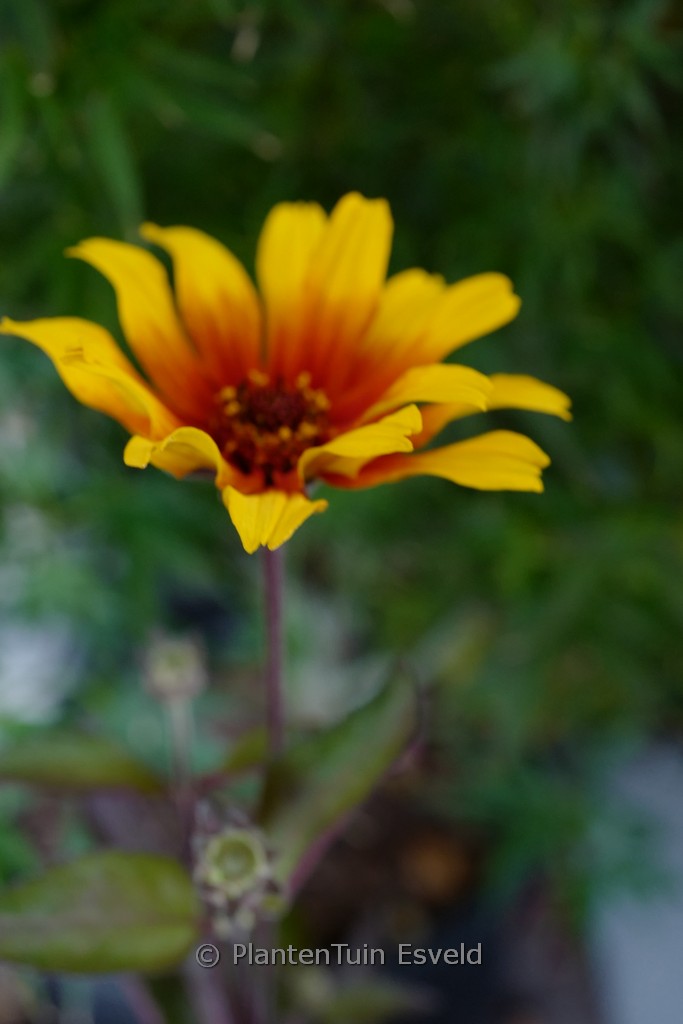 Heliopsis helianthoides ‘Burning Hearts’