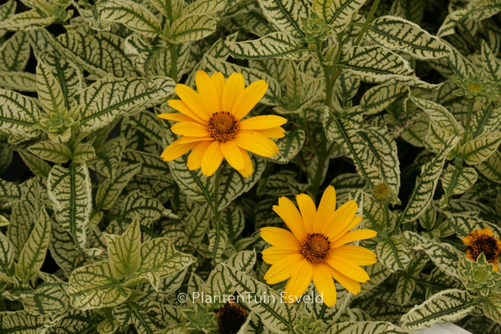 Heliopsis helianthoides ‘Loraine Sunshine’