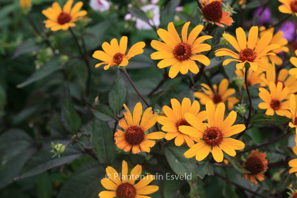 Heliopsis helianthoides ‘Summer Nights’