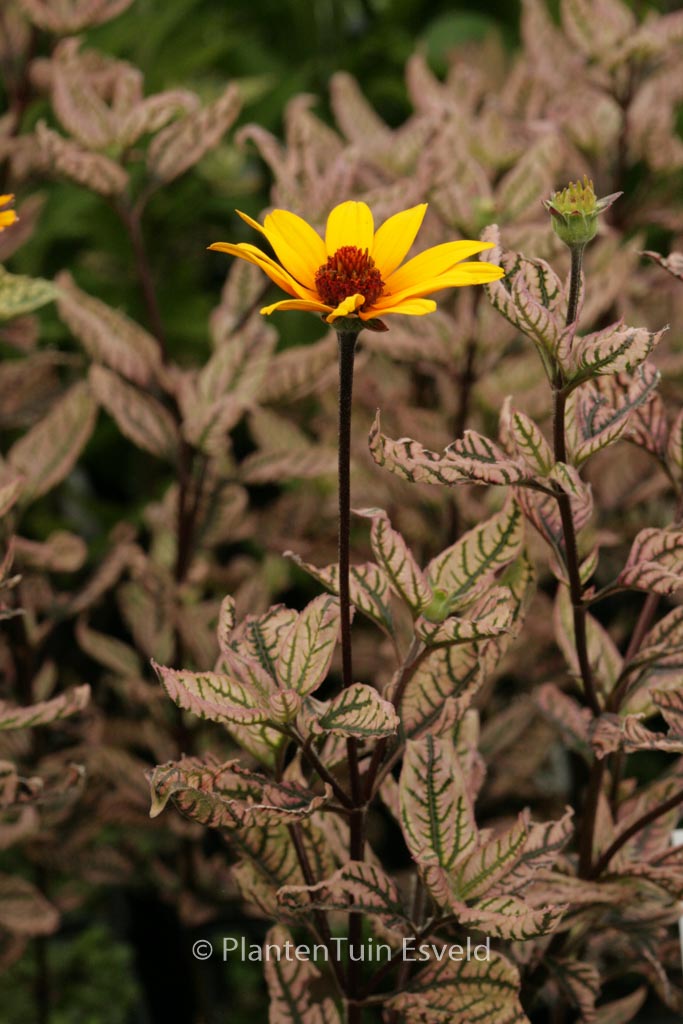 Heliopsis helianthoides ‘Summer Pink’