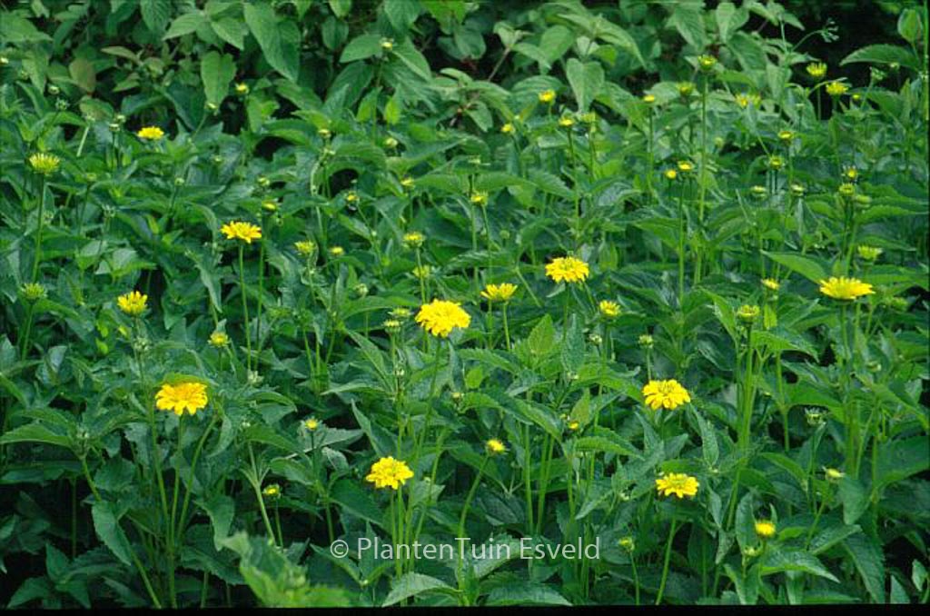 Heliopsis helianthoides ‘Summer Sun’