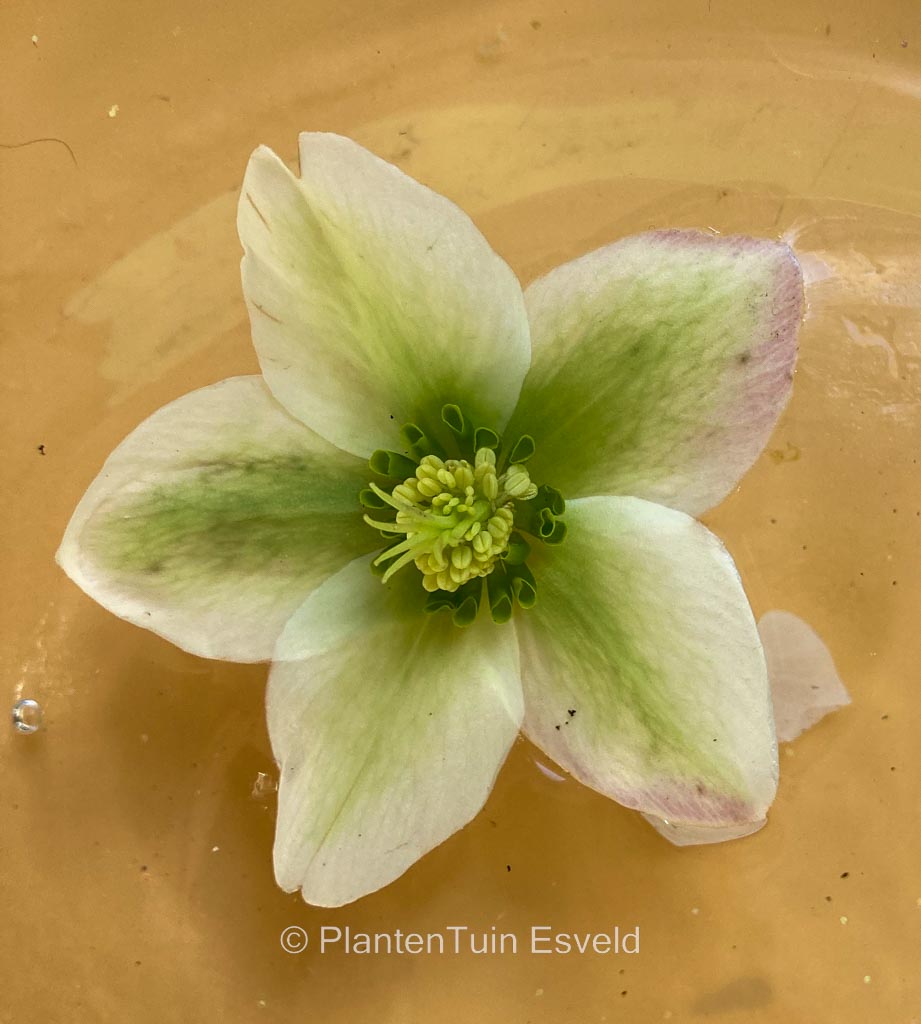 Helleborus ‘Ivory Prince’