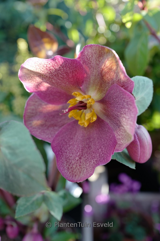 Helleborus ‘Rhythm Pink’ (FROSTKISS)
