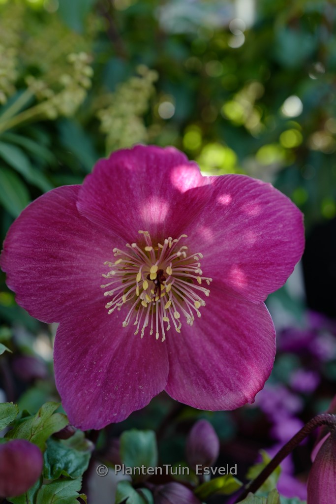 Helleborus ‘Sifra’