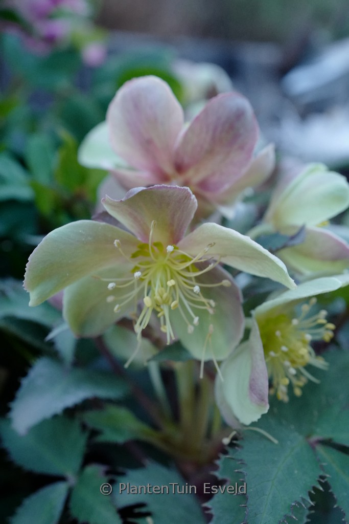 Helleborus ‘Silver Dollar’