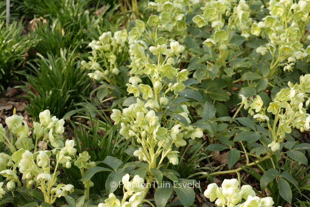 Helleborus argutifolius