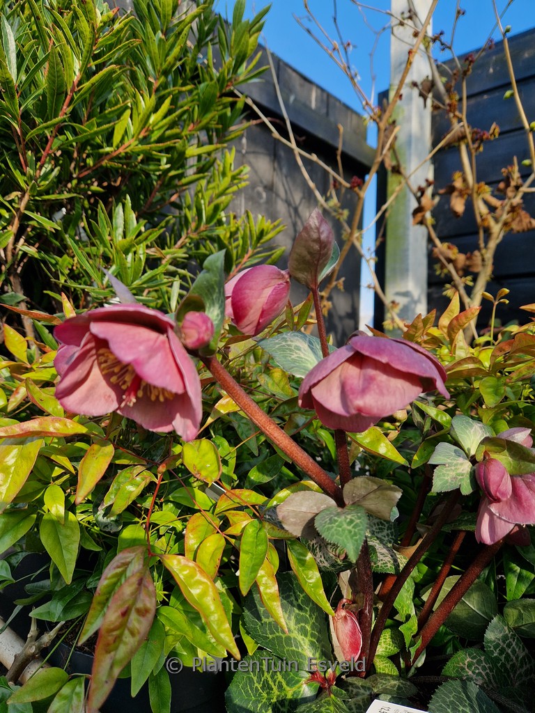 Helleborus ericsmithii ‘ABCRD01’ (PENNY’S PINK)