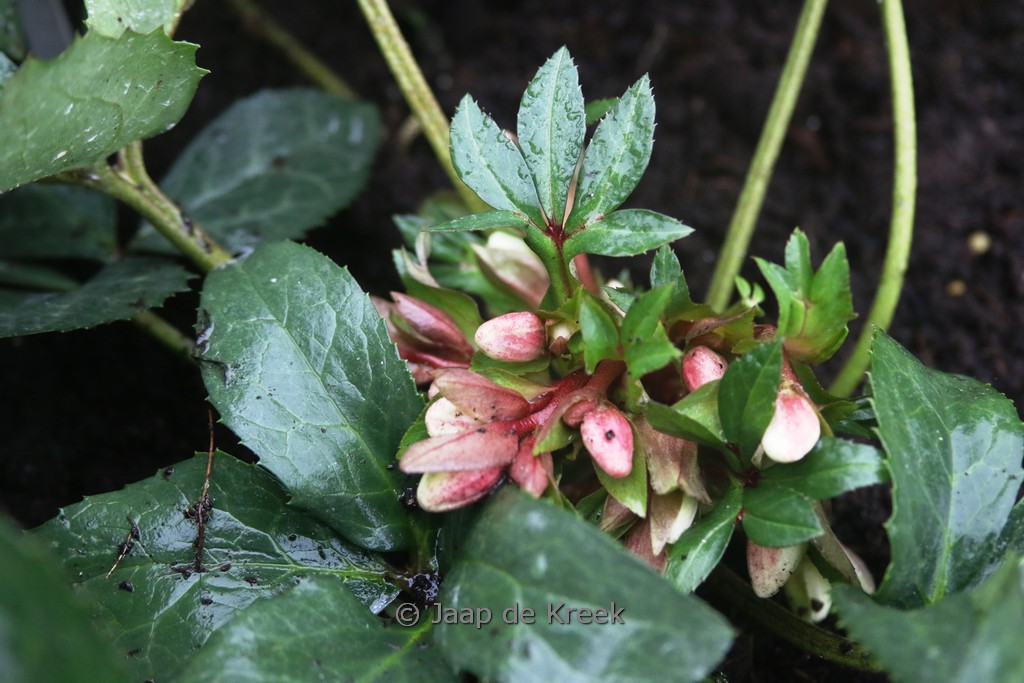Helleborus nigercors ‘Candy Love’