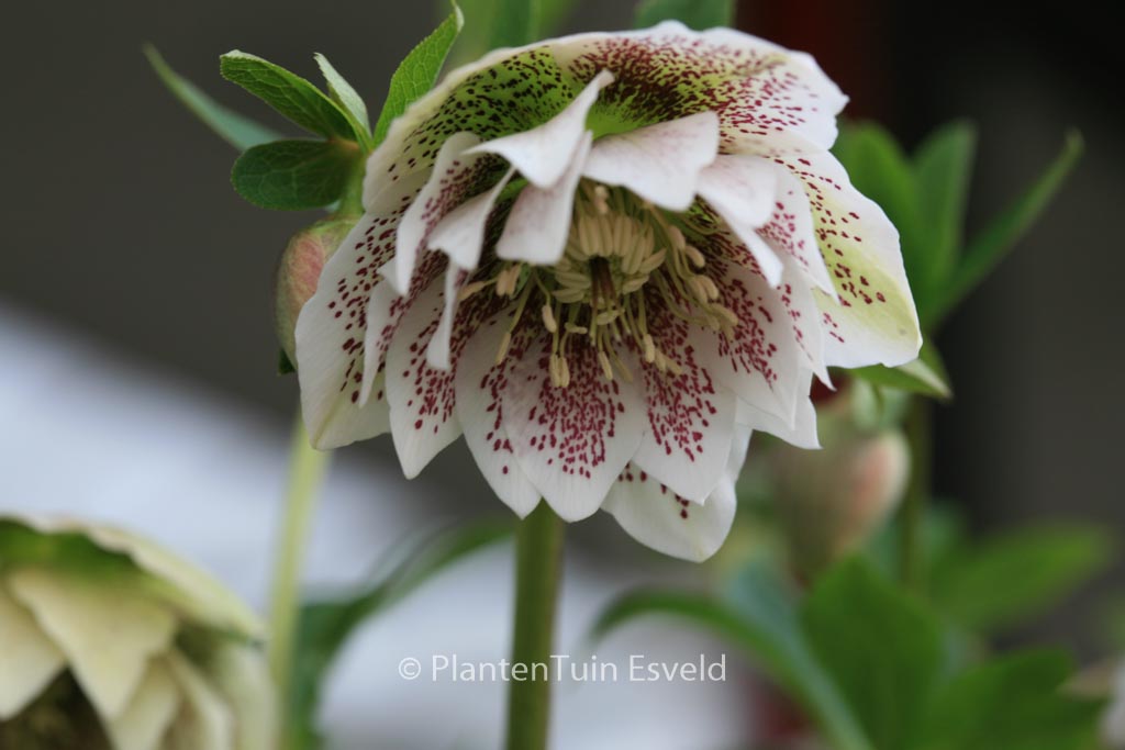 Helleborus orientalis ‘Cinderella’