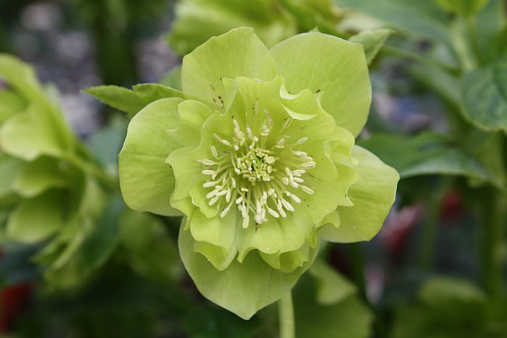 Helleborus orientalis ‘Double Ellen Green’