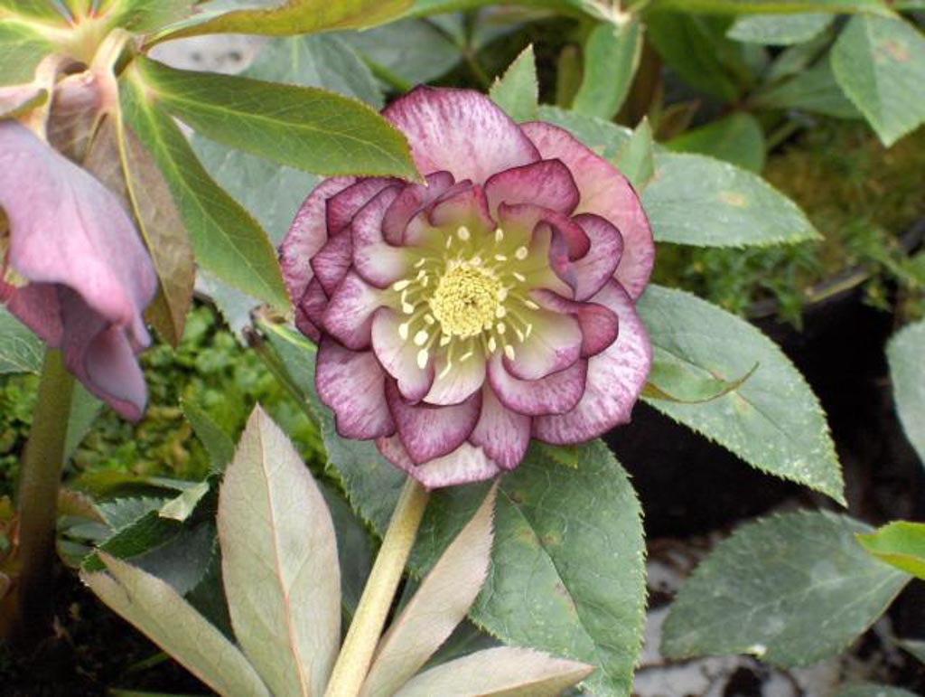 Helleborus orientalis ‘Double Ellen Picotee’