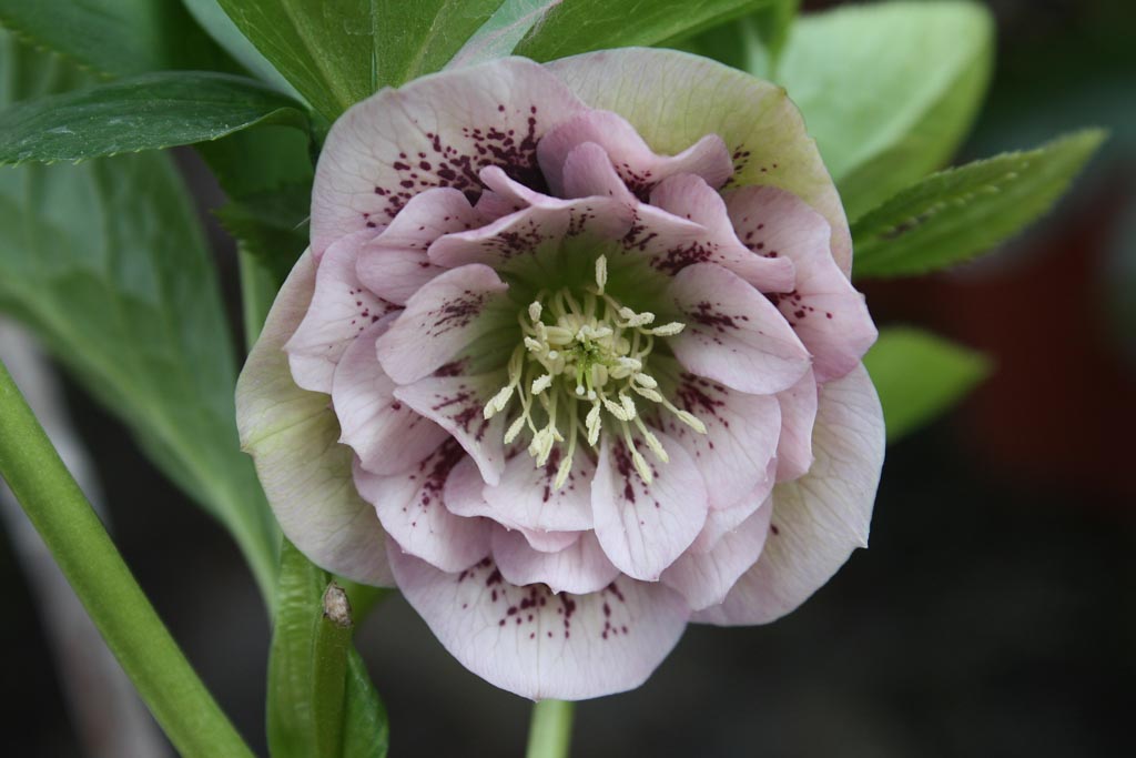 Helleborus orientalis ‘Double Ellen Pink’