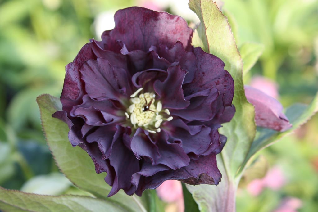 Helleborus orientalis ‘Double Ellen Purple’