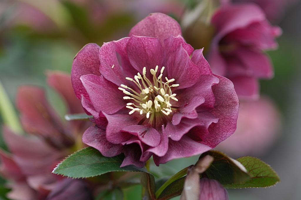 Helleborus orientalis ‘Double Ellen Red’