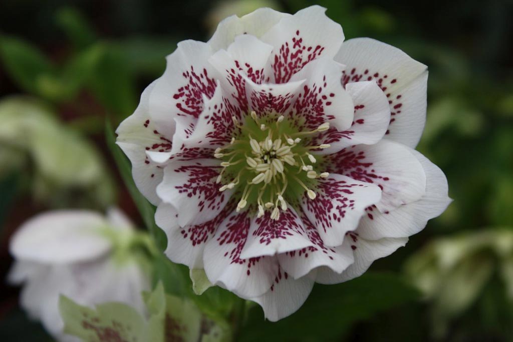 Helleborus orientalis ‘Double Ellen White Spotted’