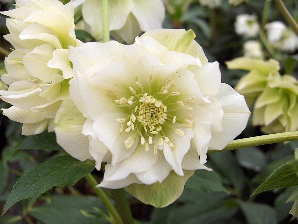 Helleborus orientalis ‘Double Ellen White’