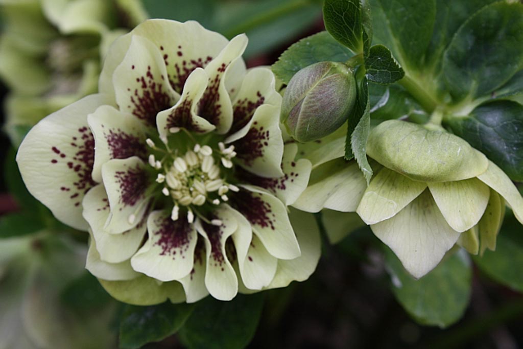 Helleborus orientalis ‘Double Ellen Yellow Spotted’