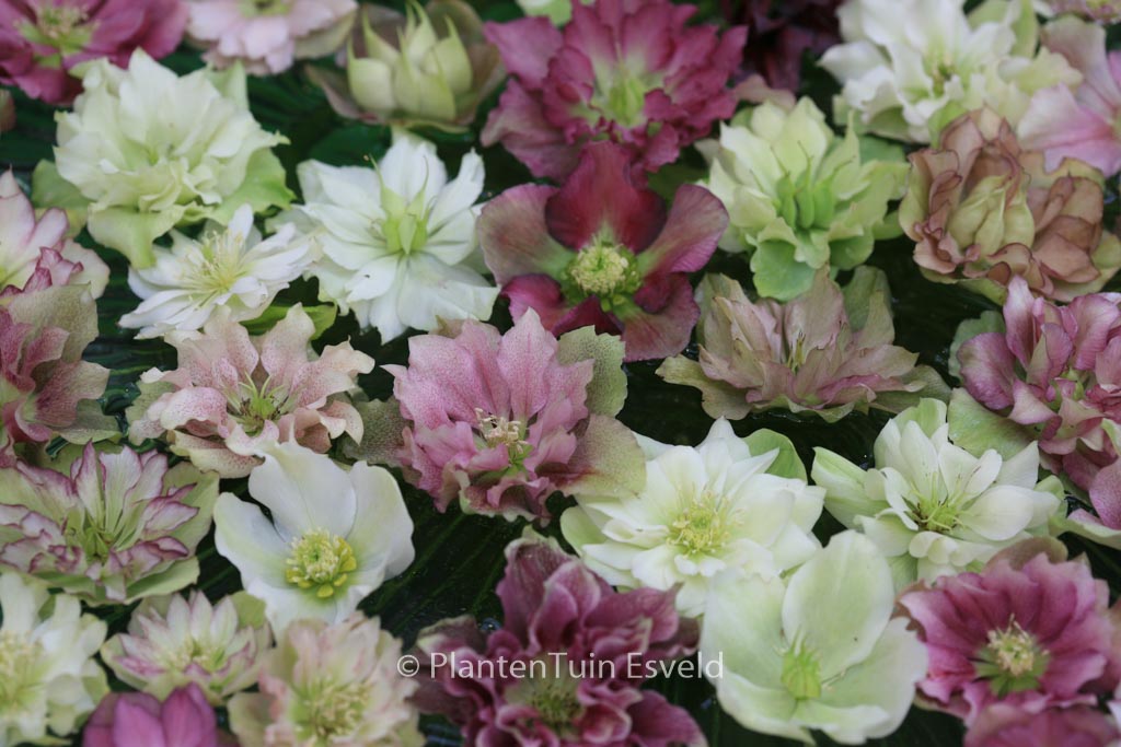 Helleborus orientalis