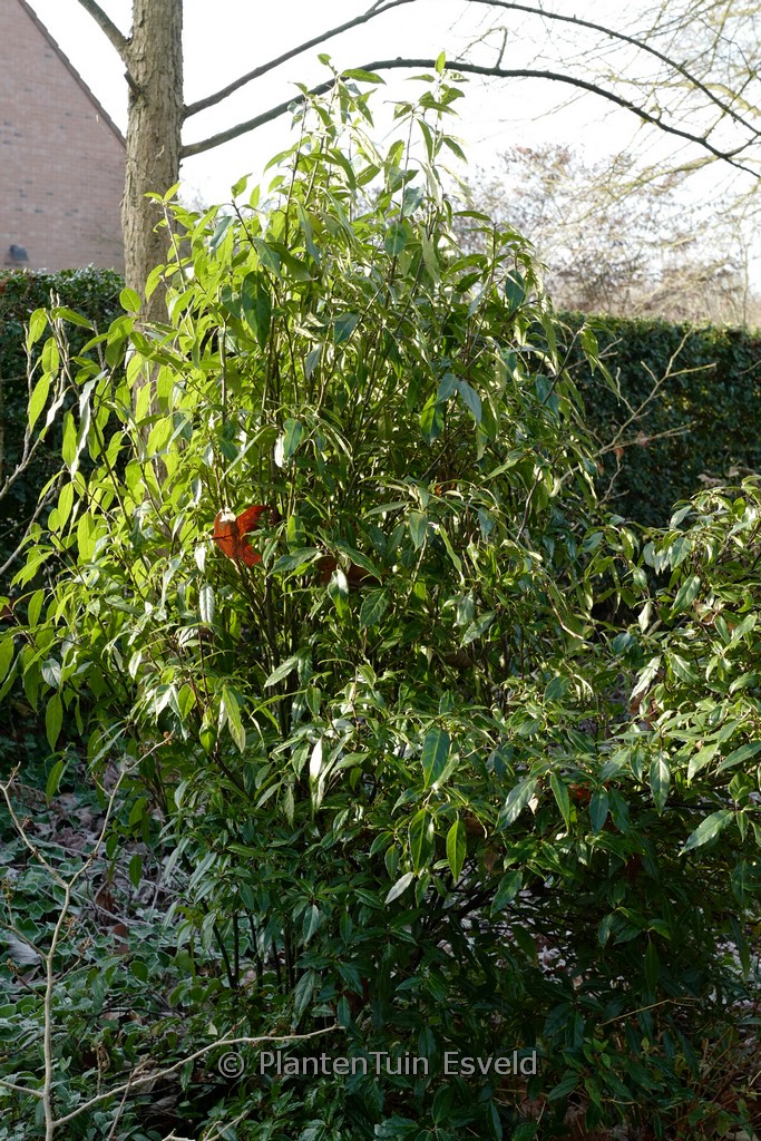 Helwingia chinensis ‘Raulston King’