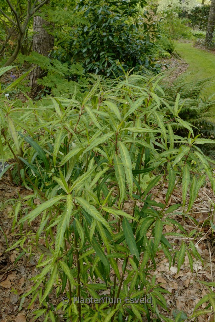 Helwingia chinensis ‘Raulston Queen’