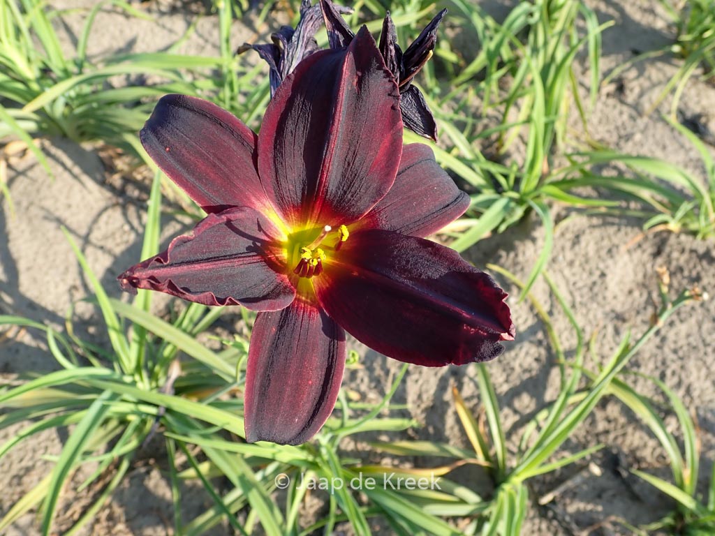 Hemerocallis ‘American Revolution’
