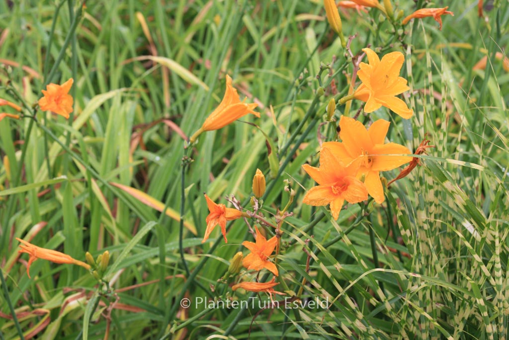 Hemerocallis ‘Aten’